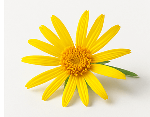 Arnica Montana Flower Extract