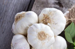 Garlic Bulb